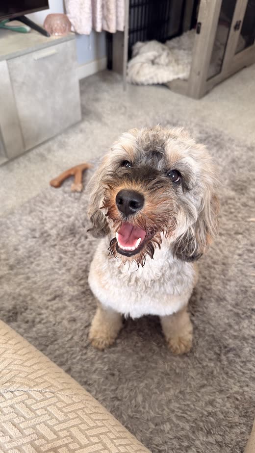 A groomed terrier-cross sitting on the salon floor